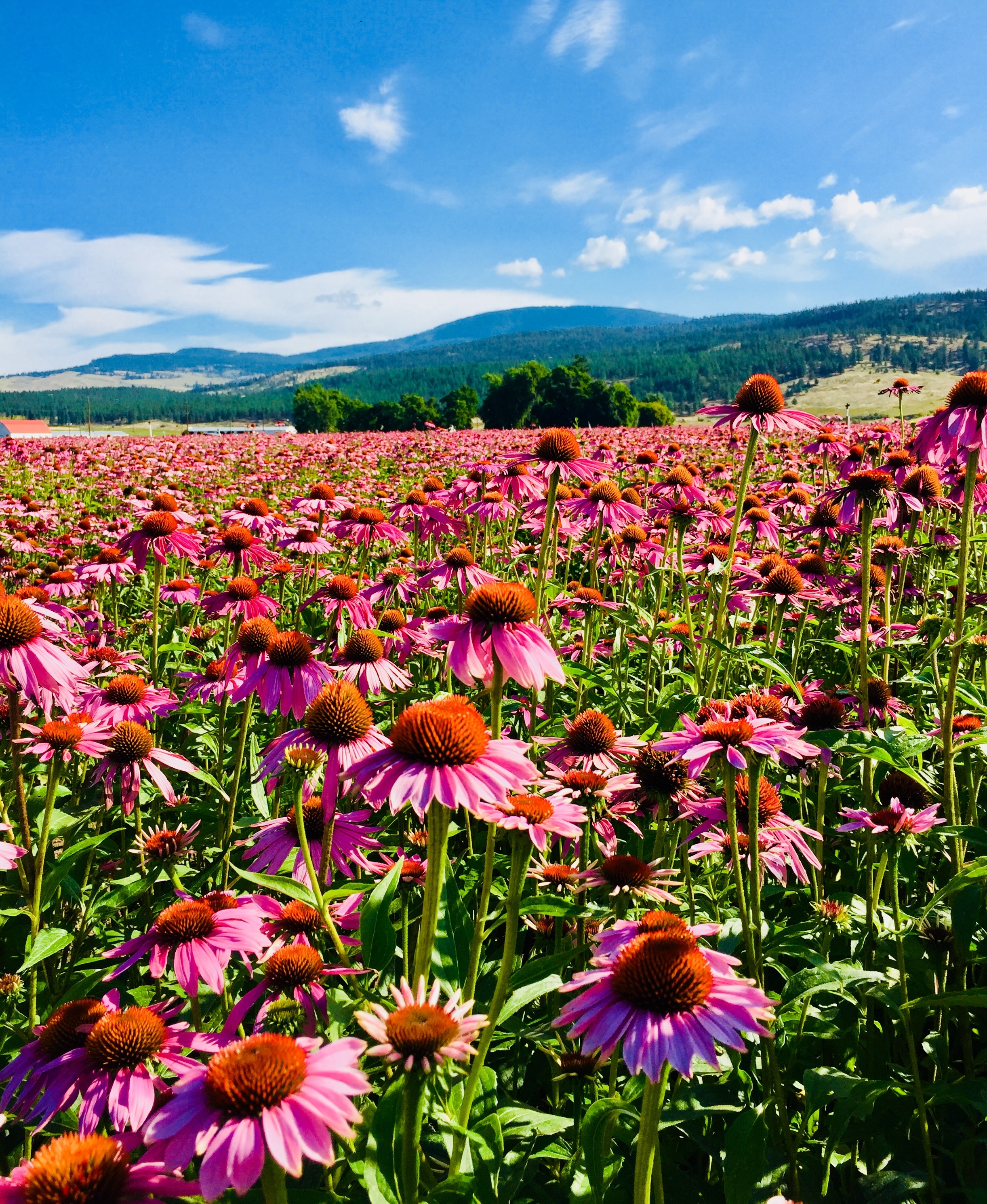 Field of blooming pink coneflowers with rolling hills and blue sky behind